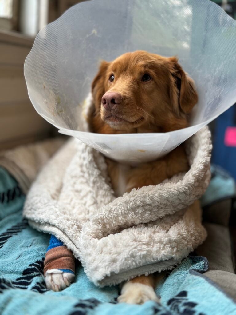 Nova pendant sa convalescence après les traitements contre le cancer